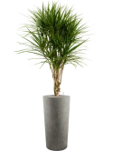 Dracaena marginata in Grigio Grond (Vulkastrat)