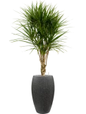 Dracaena marginata in Baq Raindrop Grond (Vulkastrat)