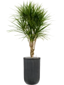 Dracaena marginata in Baq Vertical Rib Grond (Vulkastrat) Grond (Vulkastrat)