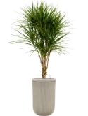 Dracaena marginata in Baq Vertical Rib Grond (Vulkastrat)