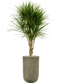 Dracaena marginata in Baq Vertical Rib Grond (Vulkastrat) Grond (Vulkastrat)