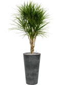 Dracaena marginata in Artstone Grond (Vulkastrat) Grond (Vulkastrat)