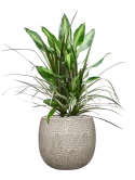Dracaena combo in Marly Grond (Vulkastrat) Grond (Vulkastrat)