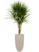 Dracaena marginata in Baq Raindrop Grond (Vulkastrat)