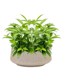 Dracaena surculosa in Baq Raindrop Grond (Vulkastrat)