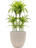 Dracaena fragrans 'Lemon Lime' in Baq Raindrop Grond (Vulkastrat)