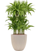 Dracaena fragrans 'Lemon Lime' in Baq Raindrop Hydrocultuur