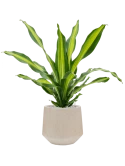Dracaena fragrans 'Burley' in Baq Raindrop Grond (Vulkastrat)