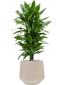 Dracaena fragrans 'Janet Lind' in Baq Raindrop Grond (Vulkastrat)