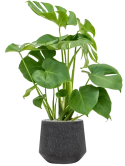 Monstera deliciosa in Baq Raindrop Grond (Vulkastrat)