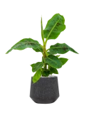 Musa 'Dwarf Cavendish' in Baq Raindrop Grond (Vulkastrat)