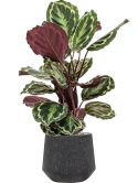 Calathea 'Medallion' in Baq Raindrop Grond (Vulkastrat)