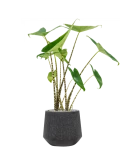 Alocasia zebrina in Baq Raindrop Grond (Vulkastrat) Grond (Vulkastrat)