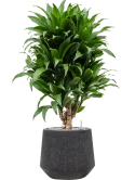 Dracaena fragrans 'Compacta' in Baq Raindrop Grond (Vulkastrat) Grond (Vulkastrat)