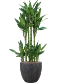 Dracaena fragrans 'Burundii' in Baq Raindrop Hydrocultuur Hydrocultuur