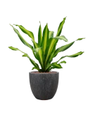 Dracaena fragrans 'Burley' in Baq Raindrop Hydrocultuur