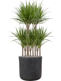 Dracaena marginata in Baq Raindrop Grond (Vulkastrat) Grond (Vulkastrat)