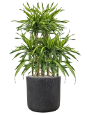 Dracaena fragrans 'Riki' in Baq Raindrop Grond (Vulkastrat)