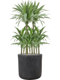 Dracaena deremensis 'Warneckei' in Baq Raindrop Grond (Vulkastrat)