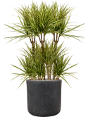 Dracaena marginata 'Sunray' in Baq Raindrop Grond (Vulkastrat)