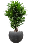 Dracaena fragrans 'Compacta' in Baq Raindrop Grond (Vulkastrat) Grond (Vulkastrat)