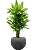 Dracaena fragrans 'Golden Coast' in Baq Raindrop Grond (Vulkastrat) Grond (Vulkastrat)