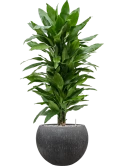 Dracaena fragrans 'Janet Lind' in Baq Raindrop Grond (Vulkastrat) Grond (Vulkastrat)
