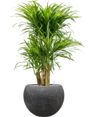 Pleomele (Dracaena) 'Anita Variegata' in Baq Raindrop Grond (Vulkastrat) Grond (Vulkastrat)