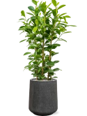 Ficus microcarpa 'Moclame' in Baq Raindrop Grond (Vulkastrat)