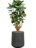 Aralia (Polyscias) 'Fabian' in Baq Raindrop Grond (Vulkastrat)