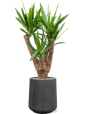 Yucca elephantipes in Baq Raindrop Grond (Vulkastrat)