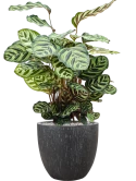Calathea makoyana in Baq Raindrop Grond (Vulkastrat) Grond (Vulkastrat)