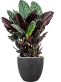Calathea sanderiana in Baq Raindrop Grond (Vulkastrat) Grond (Vulkastrat)