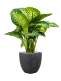 Dieffenbachia seguine 'Reeva' in Baq Raindrop Grond (Vulkastrat)