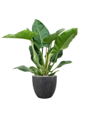 Philodendron 'Imperial Green' in Baq Raindrop Grond (Vulkastrat)