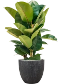 Ficus elastica 'Robusta' in Baq Raindrop Grond (Vulkastrat)