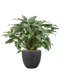 Philodendron 'Xanadu' in Baq Raindrop Hydrocultuur Hydrocultuur