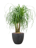 Beaucarnea recurvata in Baq Raindrop Hydrocultuur