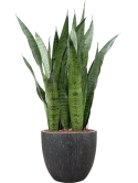 Sansevieria zeylanica in Baq Raindrop Hydrocultuur
