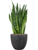 Sansevieria zeylanica in Baq Raindrop Hydrocultuur