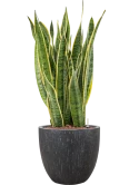 Sansevieria trifasciata 'Laurentii' in Baq Raindrop Hydrocultuur