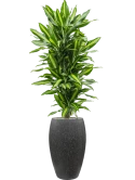 Dracaena fragrans 'Cintho' in Baq Raindrop Grond (Vulkastrat)