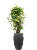 Dracaena surculosa (125-150) in Baq Raindrop Grond (Vulkastrat)