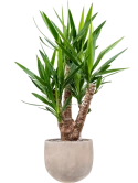 Yucca elephantipes in Terra Cotta Omar Grond (Vulkastrat)