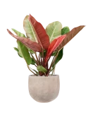 Philodendron 'Prince of Orange' in Terra Cotta Omar Grond (Vulkastrat)