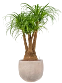 Beaucarnea recurvata in Terra Cotta Omar Hydrocultuur