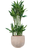 Dracaena fragrans 'Burundii' in Terra Cotta Omar Hydrocultuur