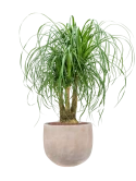 Beaucarnea recurvata in Terra Cotta Omar Hydrocultuur