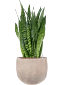 Sansevieria zeylanica in Terra Cotta Omar Hydrocultuur