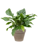 Anthurium ellipticum 'Jungle Bush' in Terra Cotta Grond (Vulkastrat)